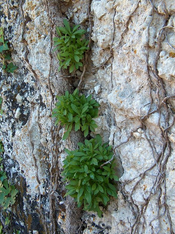 Trachelium lanceolatum